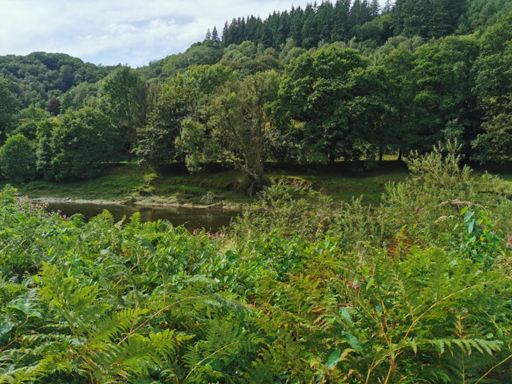 The former level track-bed still clear beneath the trees. 😭