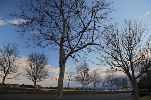 冬眠目前！残すは、すずめの葉っぱなりケリちりぬるを