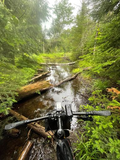 and im the swamp donkey 