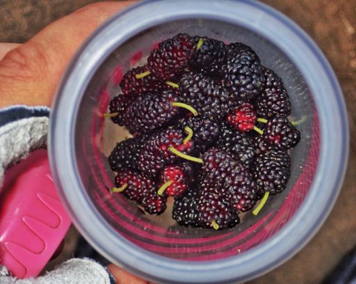 クワ Mulberry snack