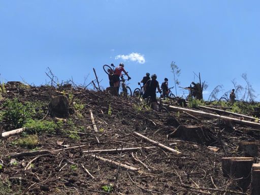 Bomenkap, eventjes klauteren