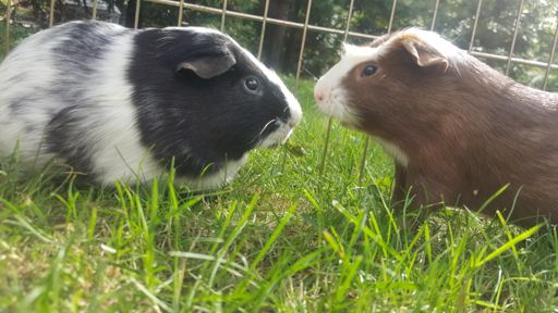 Guinea pig approved ride.