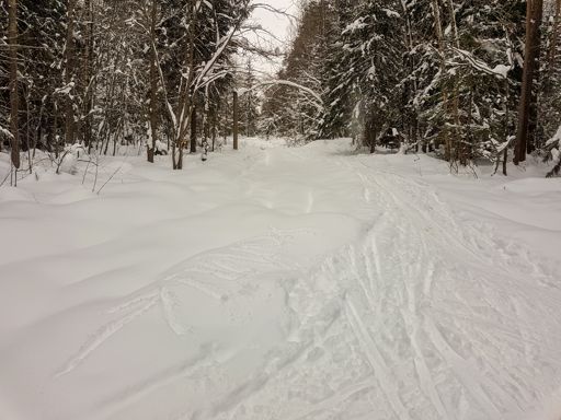 Лес между Горьковской и Куровской железнодорожными ветками.