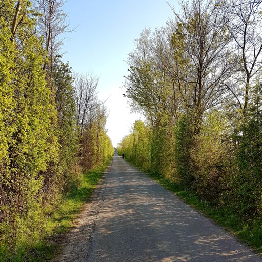 Typische weg op platteland van Walcheren. Hoge heggen, smal en ook vaak minder goed wegdek. Maar erg charmant! Doet me denken aan sommige delen van Engeland 😍