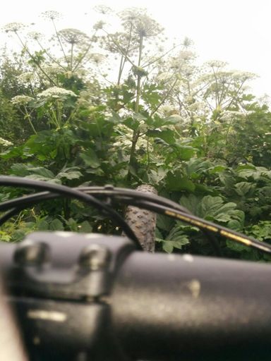 Борщевик 4+метра