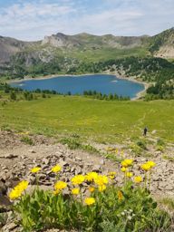 Rando fleurie autour du lac d’Allos