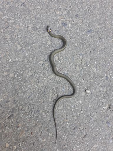 Droga się wiła i wiła.