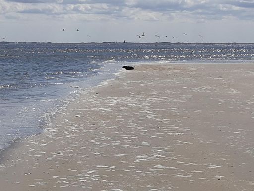 Zeehond op meest oostelijkpuntje van ameland met op de achtergrond Schiermonnikoog