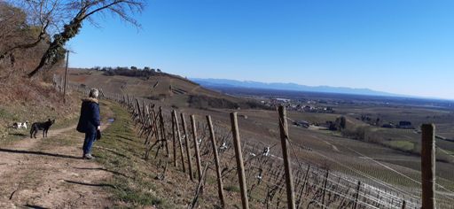 Blick auf den Schwarzwald.