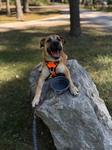 This dog loves to parkour anything he can