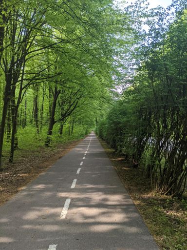 Zieleń na ul. 11 listopada