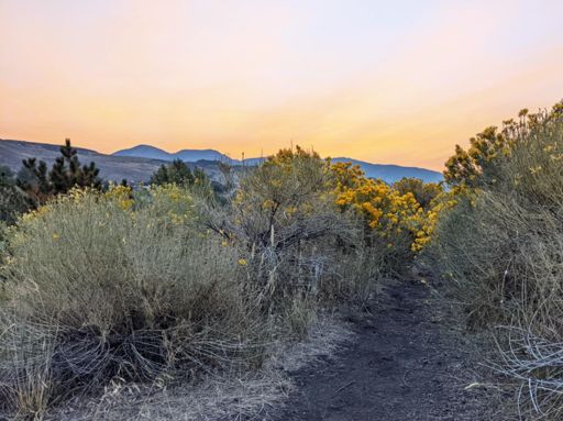 Rabbit brush morning