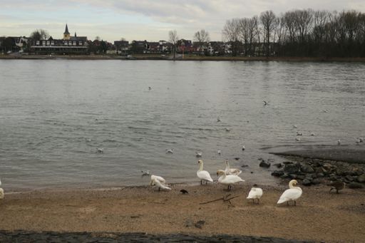 Geflügel am Fähranleger