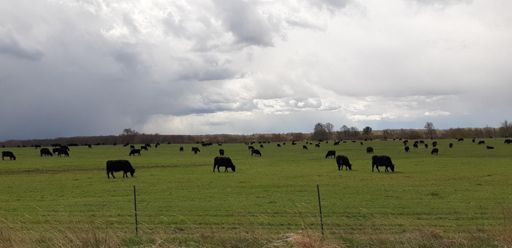 Видимо живность Мираторга.