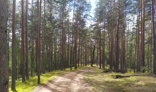 Дорога к Опаринскому озеру, оно даже немного проглядывает сквозь деревья слева. Территория Шалово-Перечицкого заказника.