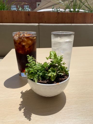 Pint of Coke and a pint of water