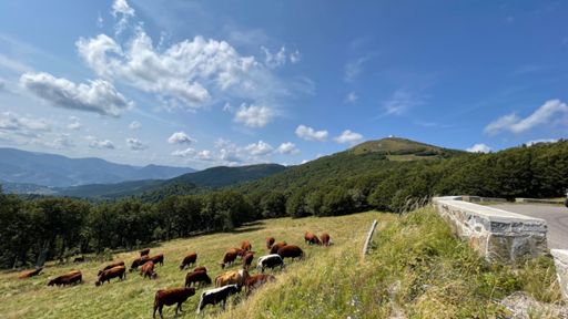 Il y a des signes qui ne trompent pas… Envie de Vosges mais la tête n’y est pas : retour de ma douleur genou droit alors que les gros objectifs de l’année approchent… Bref, le moment de montrer que j’ai tiré des leçons de mes expériences passées et que je sais écouter les signaux envoyés par mon corps : sortie écourtée