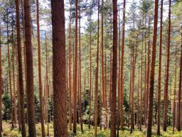 VTT MTB autour de Wangenbourg