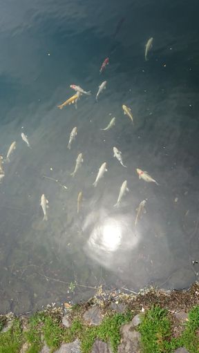 Carpが一杯🎵(・∀・)