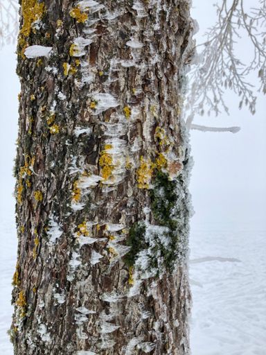 Waagerecht wachsende Eiszapfen