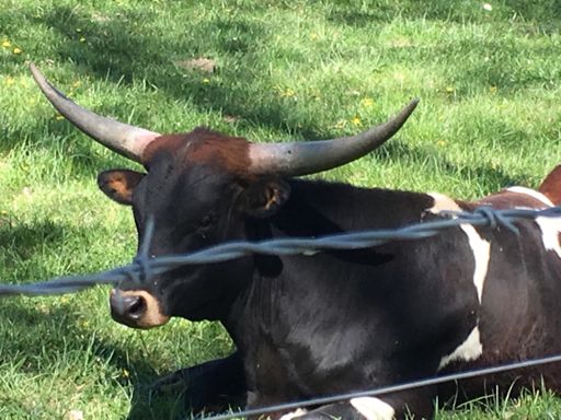 This is the closest I’ve ever been to a longhorn