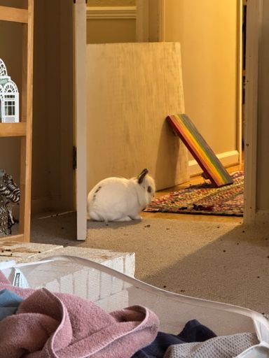 Lydia, our youngest rabbit, was abandoned via Facebook ... i.e., a member of a local facebook group said, "I'm going to let her out into the woods unless someone comes take her". We, of course, will not abandon her, but she is a bit feisty even after being spayed. She is tiny, but she still terrorizes our 15 pound giants (hence the boards in the background). 