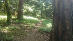 1st run after 2.5 months break (knee injury) trying new shoes + poles