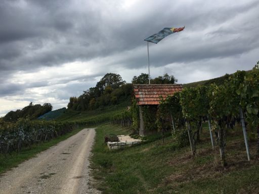 Reife Rotweintrauben und steife Brise am Wilchinger Schlossberg