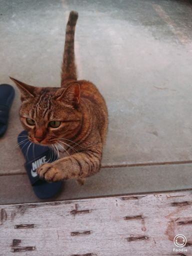 ｢さぁ、来るニャ！！！｣


完全休息日にしようと思っていたが、しぶしぶ準備をして、出発。