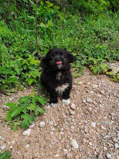 It was sad to let him go