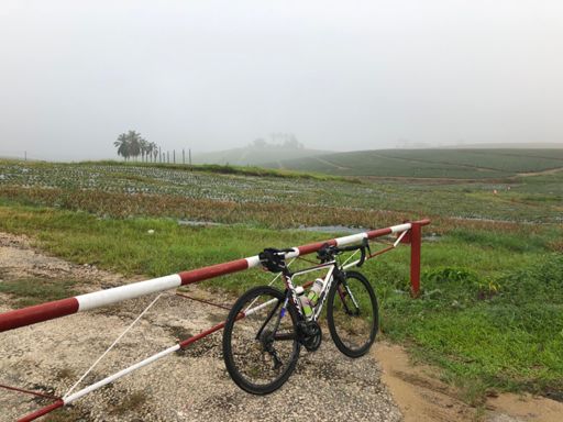 濃霧籠罩著整片黃梨園