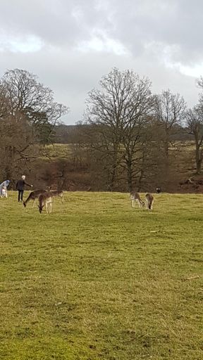 Dear old Knole Park!