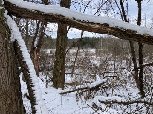 Winter in da woods