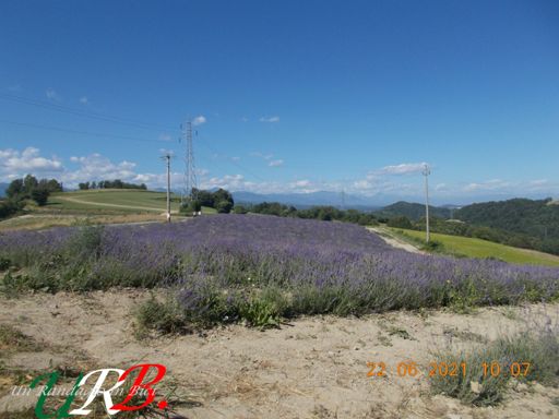 Sale San Giovanni: Campo di Lavanda