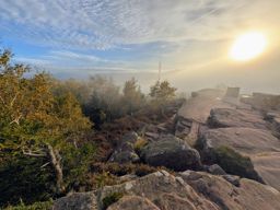 rando  Colbery Kohlberg Donon