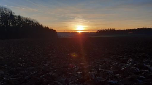 Sonnenuntergang am Giraffenhaus.