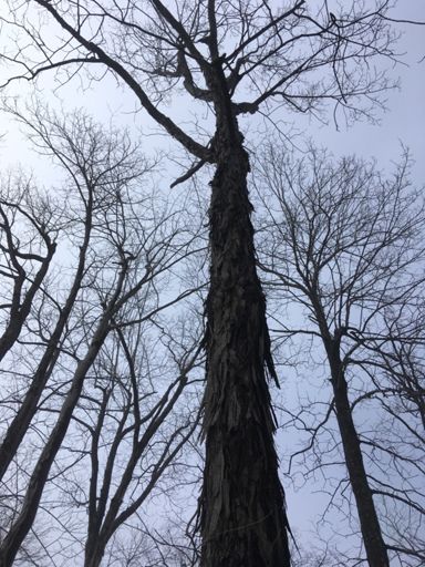 Shagbark Hickory
