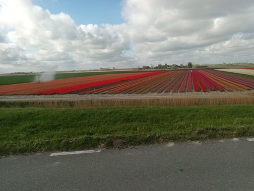 Tulpenveld nabij gasstation Spijk