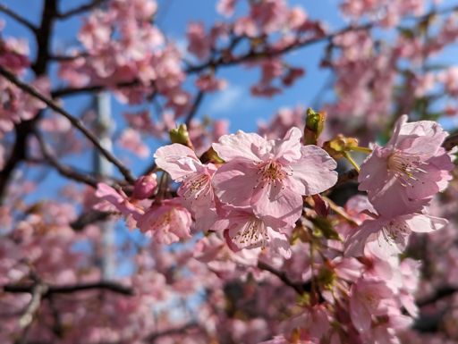 Atami cherry blossom season starts very early
