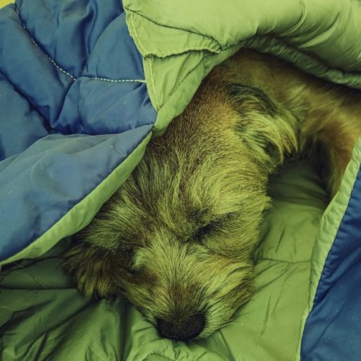 A border terrier asleep in a blue and grey dog sleeping bag.
