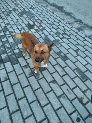 Cuțu tare prietenos ... până m-am urcat pe bicicleta. Apoi s-a activat "fuga dupa bicicliști" in el🤦🏻‍♂️😂