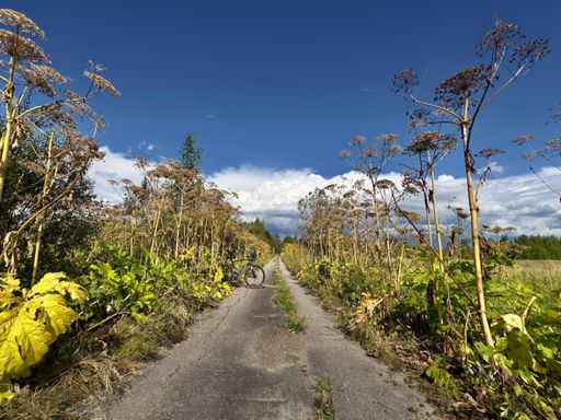 проспект Борщевиков