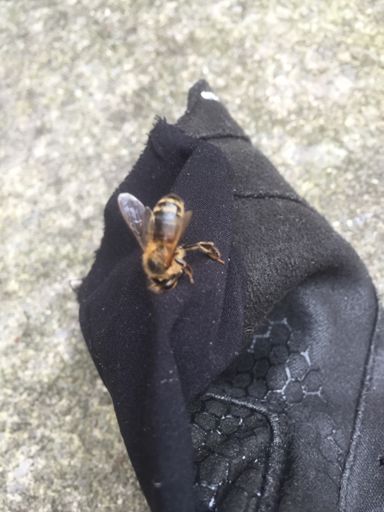 That's what the buzzing noise was