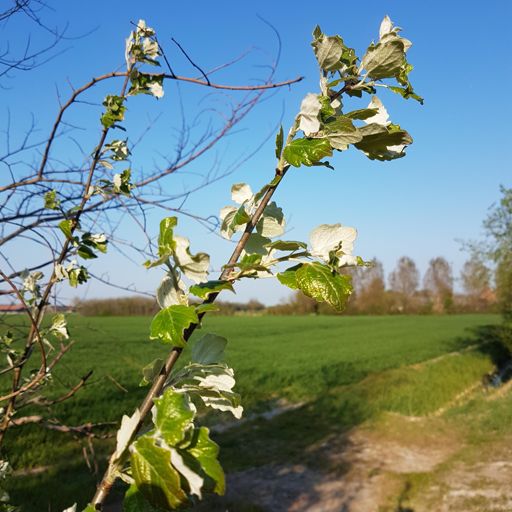 Mooi dat contrast tussen zilverwit en groen