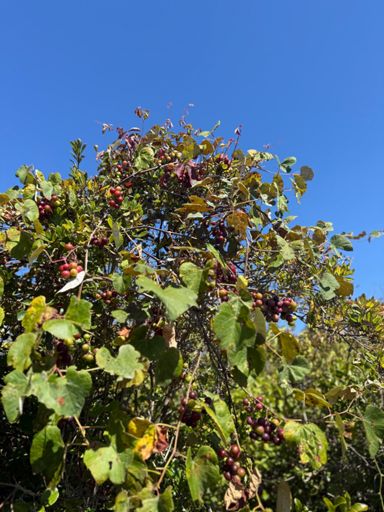 Grapes are getting there!