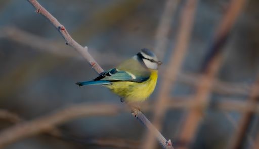 Pe figurantul ăsta mic o să-l pozez mereu-mereu, orișiunde.