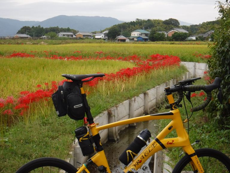 秋桜と彼岸花 [竹内峠-藤原京-穴虫峠] | 坂虎日記 －乗鞍への道－
