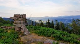 Sapin sec et les Molières