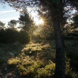 Dans la forêt des calanques