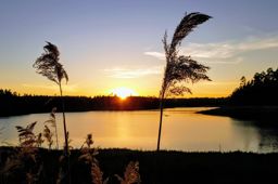 La saison des brimbelles commence ????